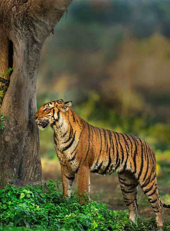 standing tiger facing left