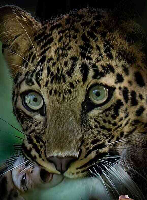 the leopard is holding a young monkey in its jaws
