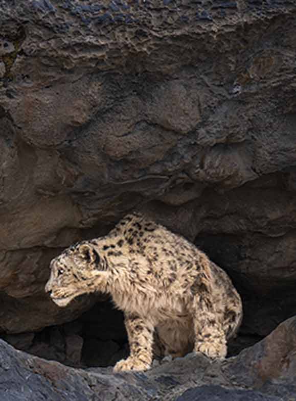  snow leopard staring at something outside the cave