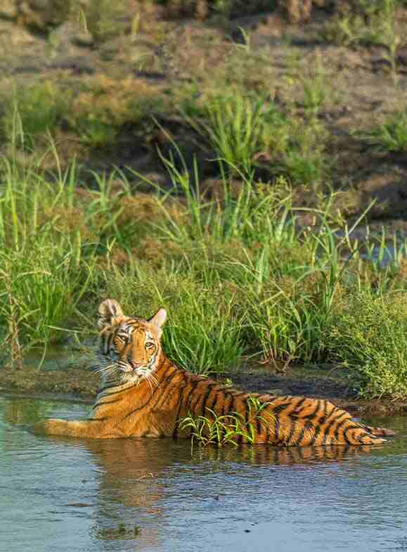 a tiger lying on the river