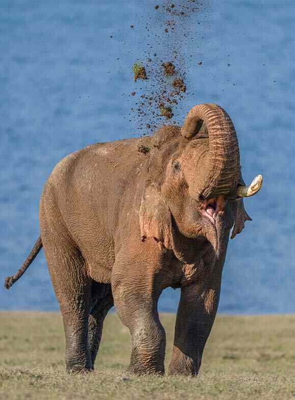 an elephant throwing soil with trunk on self