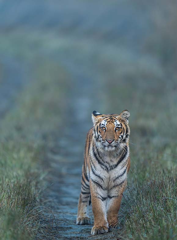 front facing walking tiger