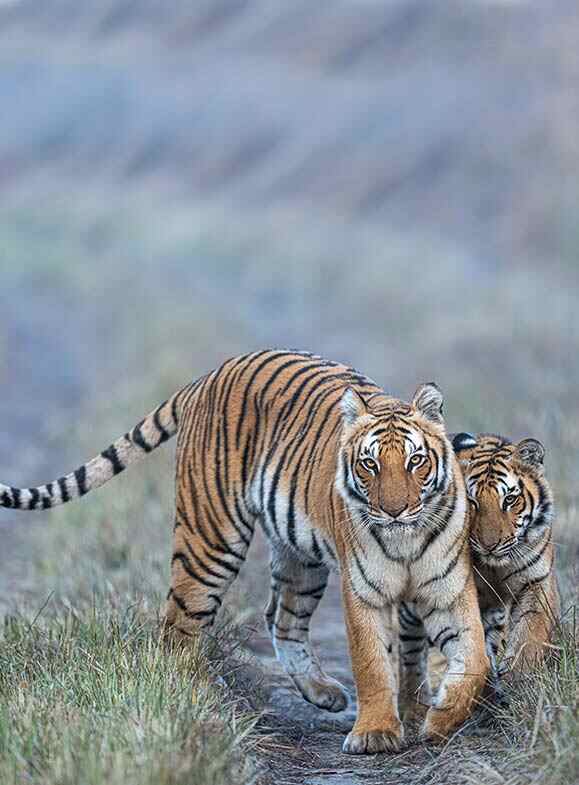 couple of tiger looking front