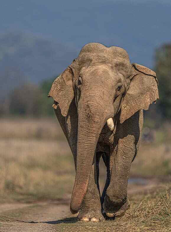 elephant walking straight ahead