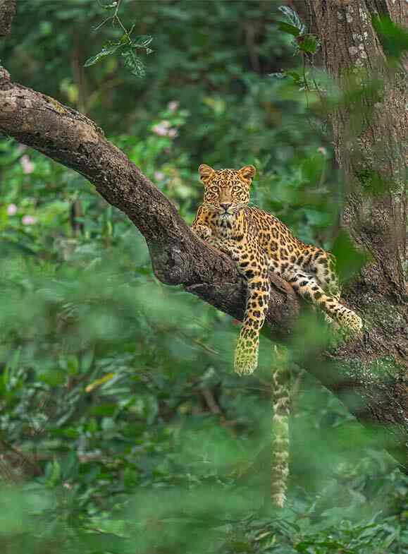 leopard perched on the tree trunk