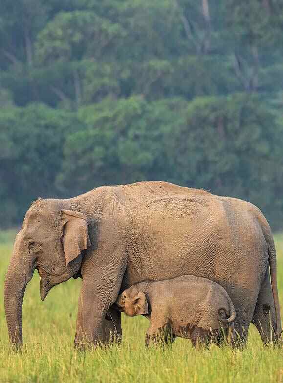 small baby elephant feeding