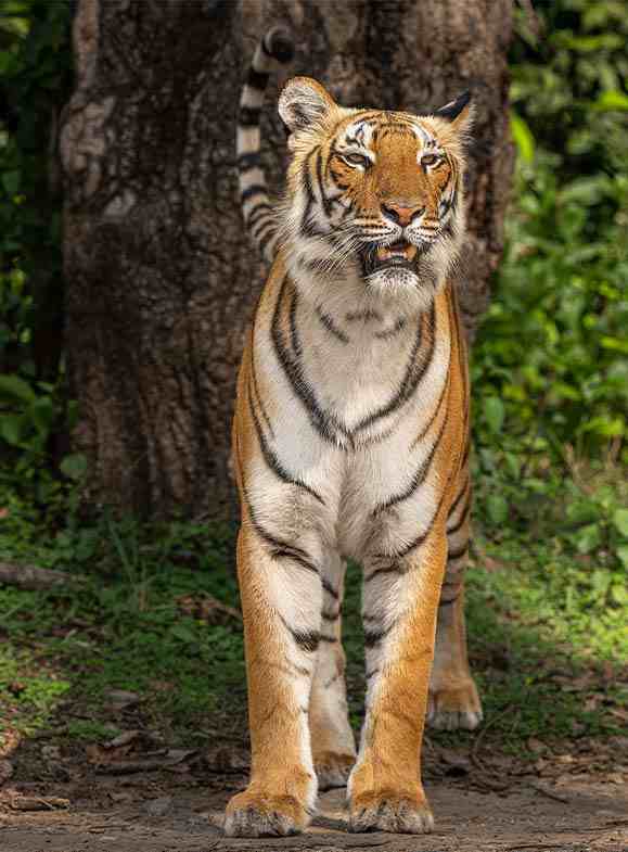 standing tiger looking front