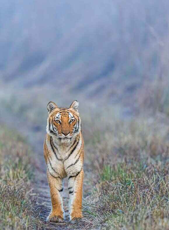 standing tiger staring at camera lens