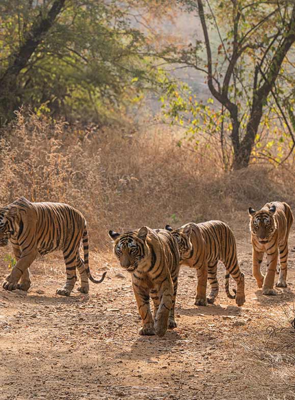 pride of tiger walking
