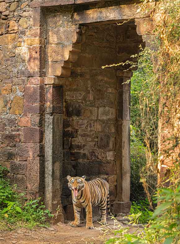 tiger yawning outside ranthambore fort
