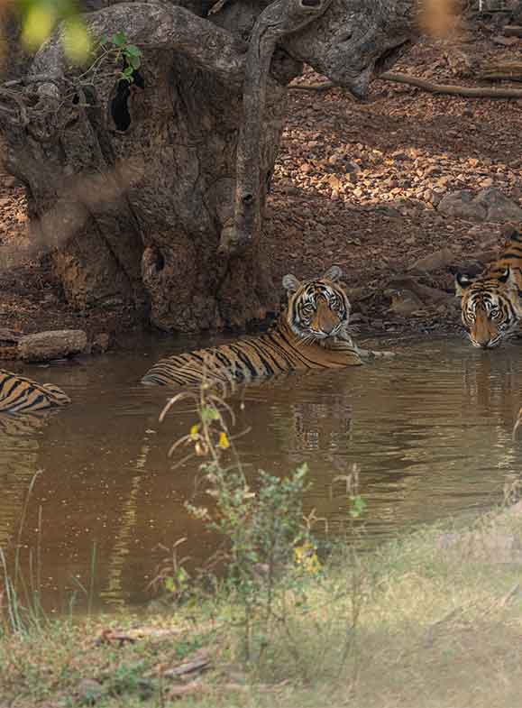 tiger lying in river
