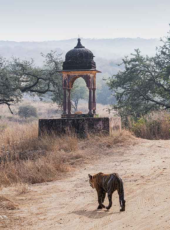 tiger going towards ranthambore fort minaret