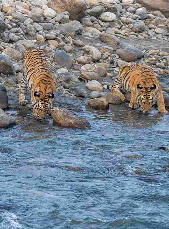 tigers drinking water from the river