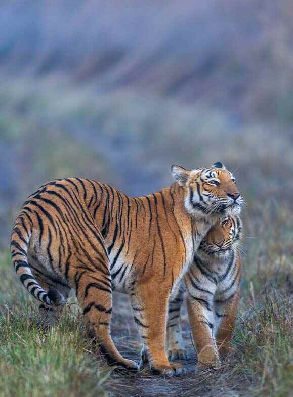 two tigers are showing affection