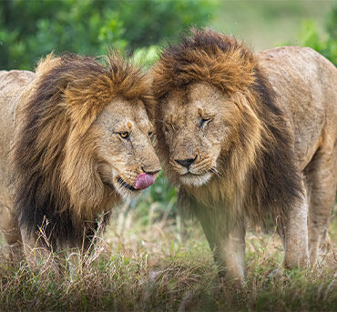 2 male big lions get together