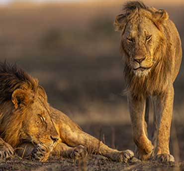 Two extremely tired male lions