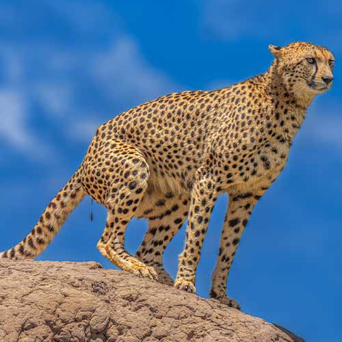 Cheetah gearing up to charge
