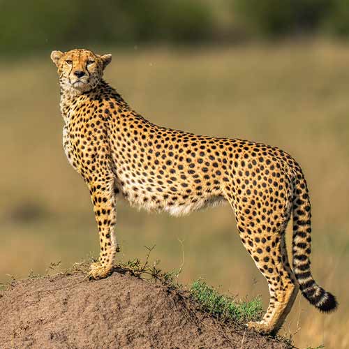 Cheetah is looking on the right side while standing on the mound