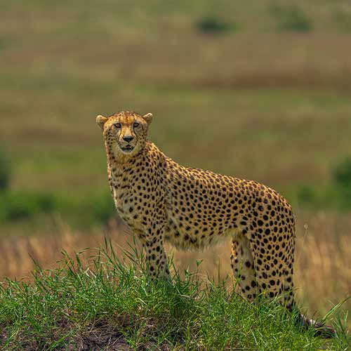 Cheetah standing on grassy hill