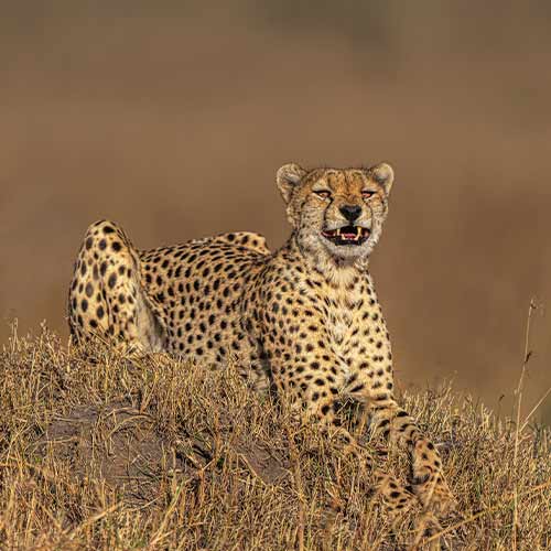 Cheetah is sitting on heap of grass
