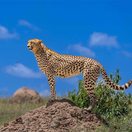Cheetah looking for its prey while standing on the mound