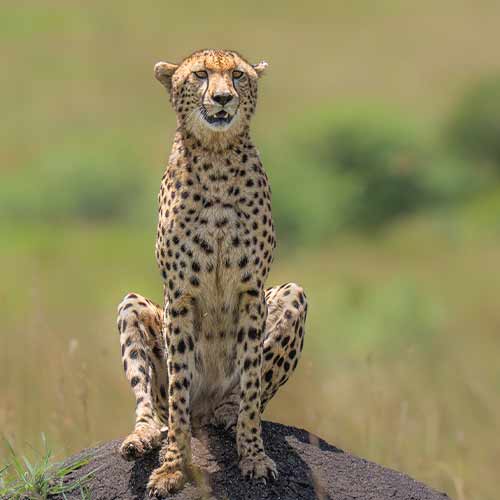cheetah having a bird's eyeview