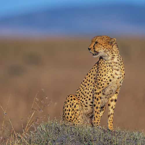 The cheetah looking at the right side while sitting on the mound