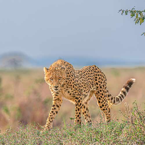 cheetah ready to charge