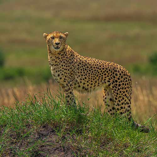 cheetah staring at the camera lens