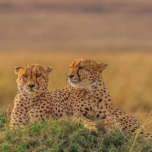 Two cheetahs resting on grass
