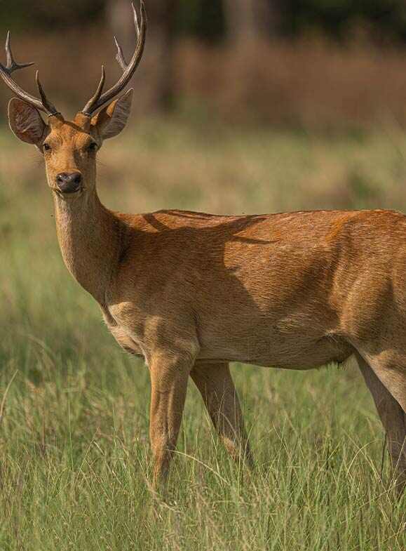 vigilant swamp deer looking at the camera