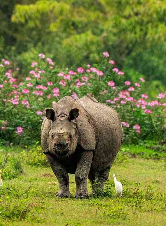  a hippo standing on the grass