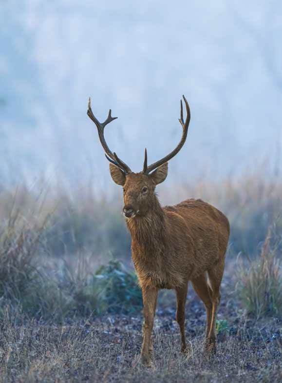 reindeer is walking straight
