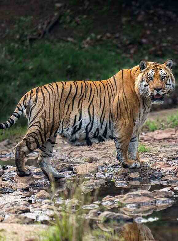 tiger standing on the river stones