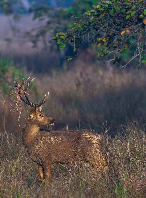 swamp deer is looking at the right side while standing on the grass