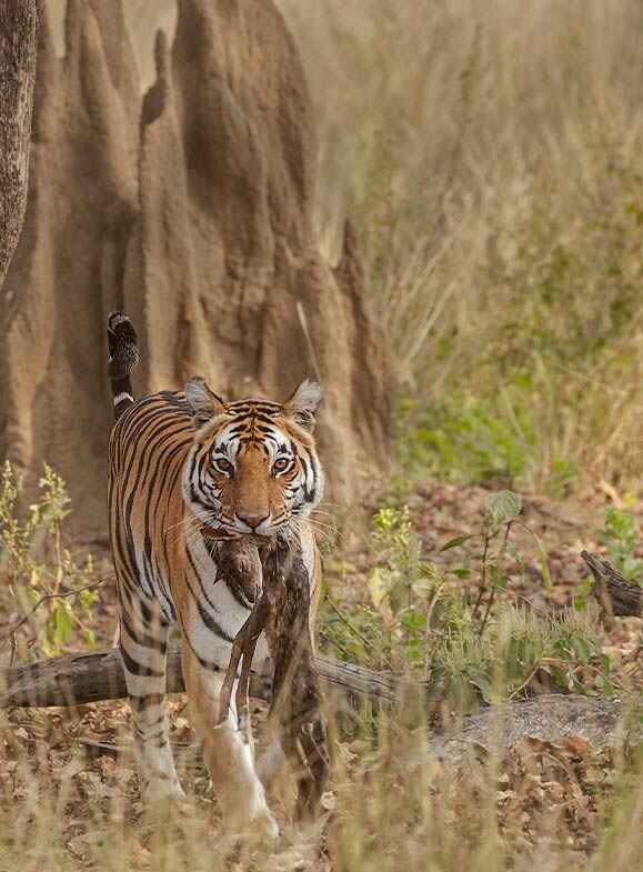 bengal tiger holding deer cub in the mouth