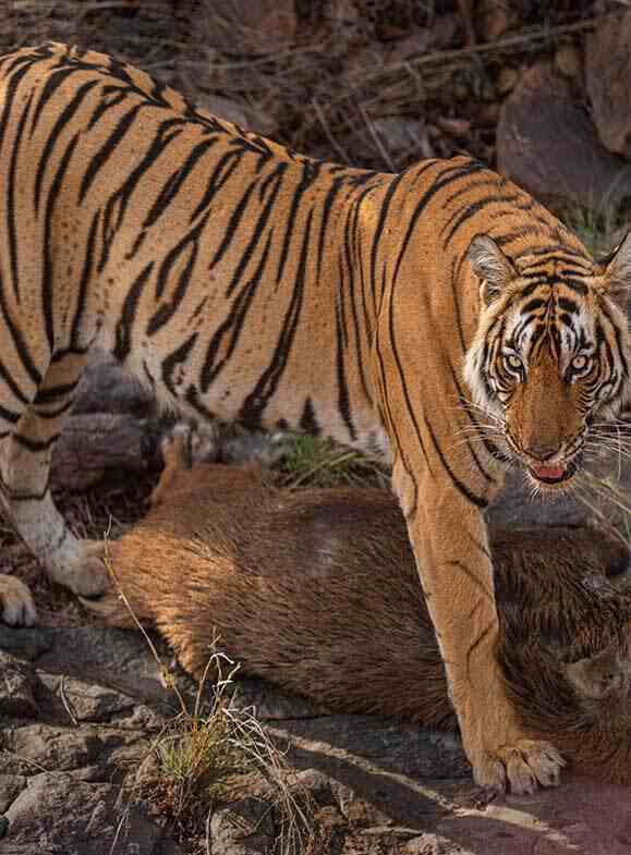 The tiger is surveying the hunted prey before consuming it
