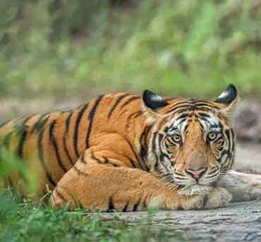 tiger is posing for the camera while resting