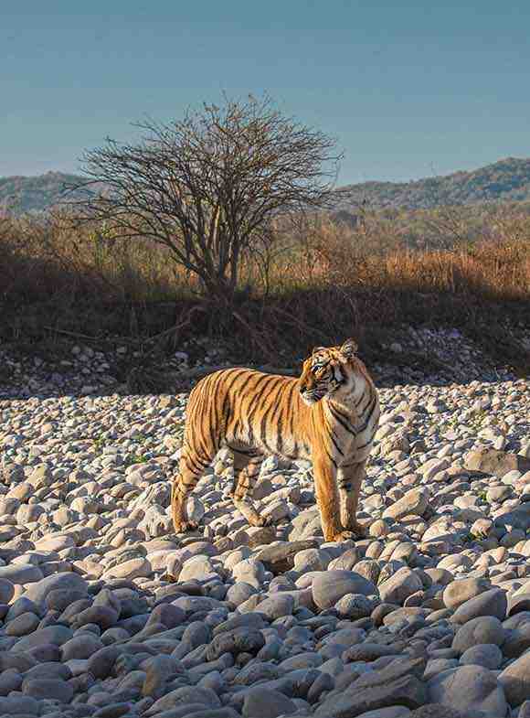 tiger looking right side standing on stones