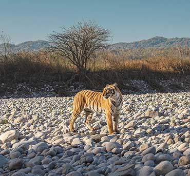 tiger looking at the right side while standing on the rocks
