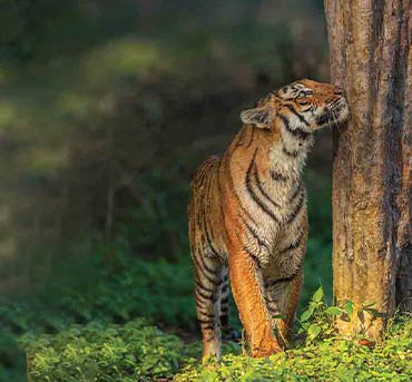 tiger sniffing the tree bark