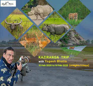 yogesh bhatia capturing wild animal images