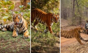 India’s Top 6 Tiger Reserves with the Largest Tiger Populations