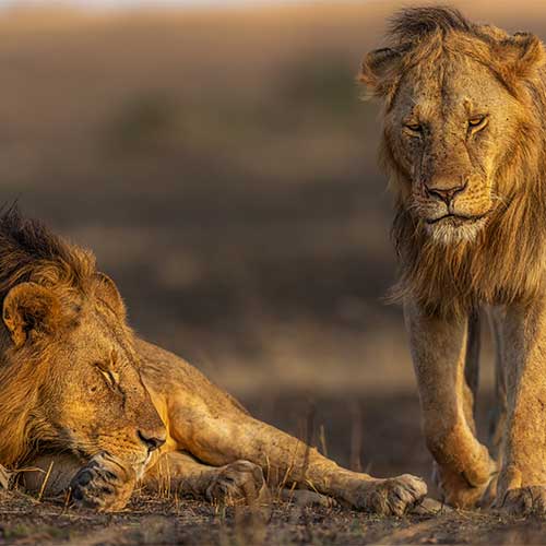 How to Capture Sharp Wildlife Photos in Low Light