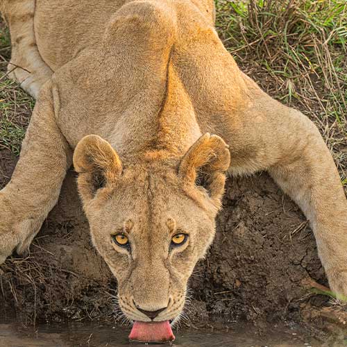 How to Photograph Big Cats: Wildlife Photography Field Tips