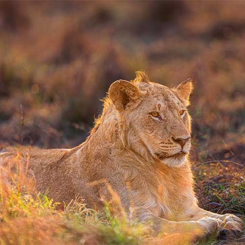 Post-Processing Tips to Enhance Wildlife Photography Without Over-Editing