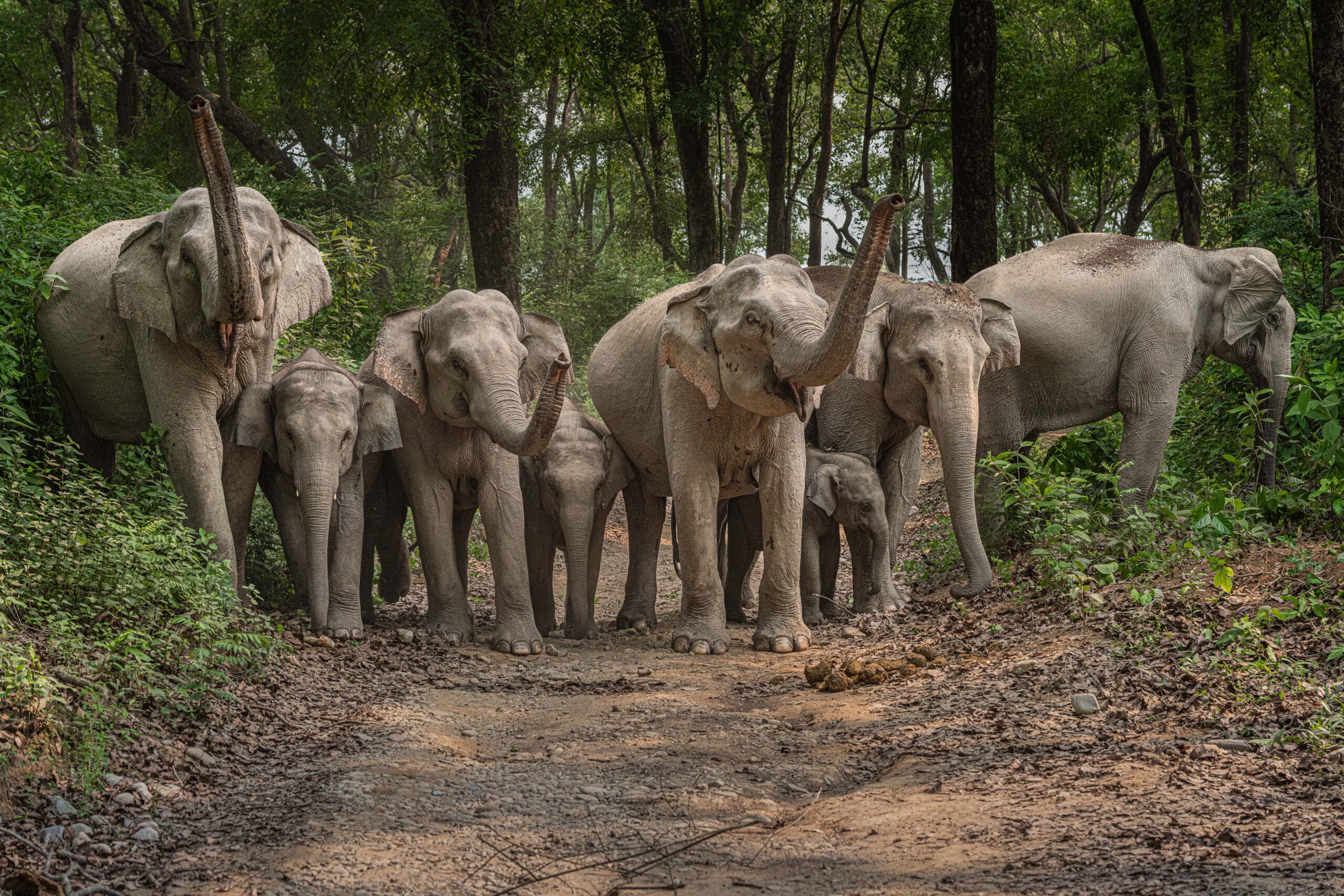 5 Essential Tips for Photographing Wild Elephants in Corbett National Park