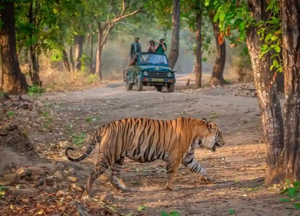 Bandhavgarh