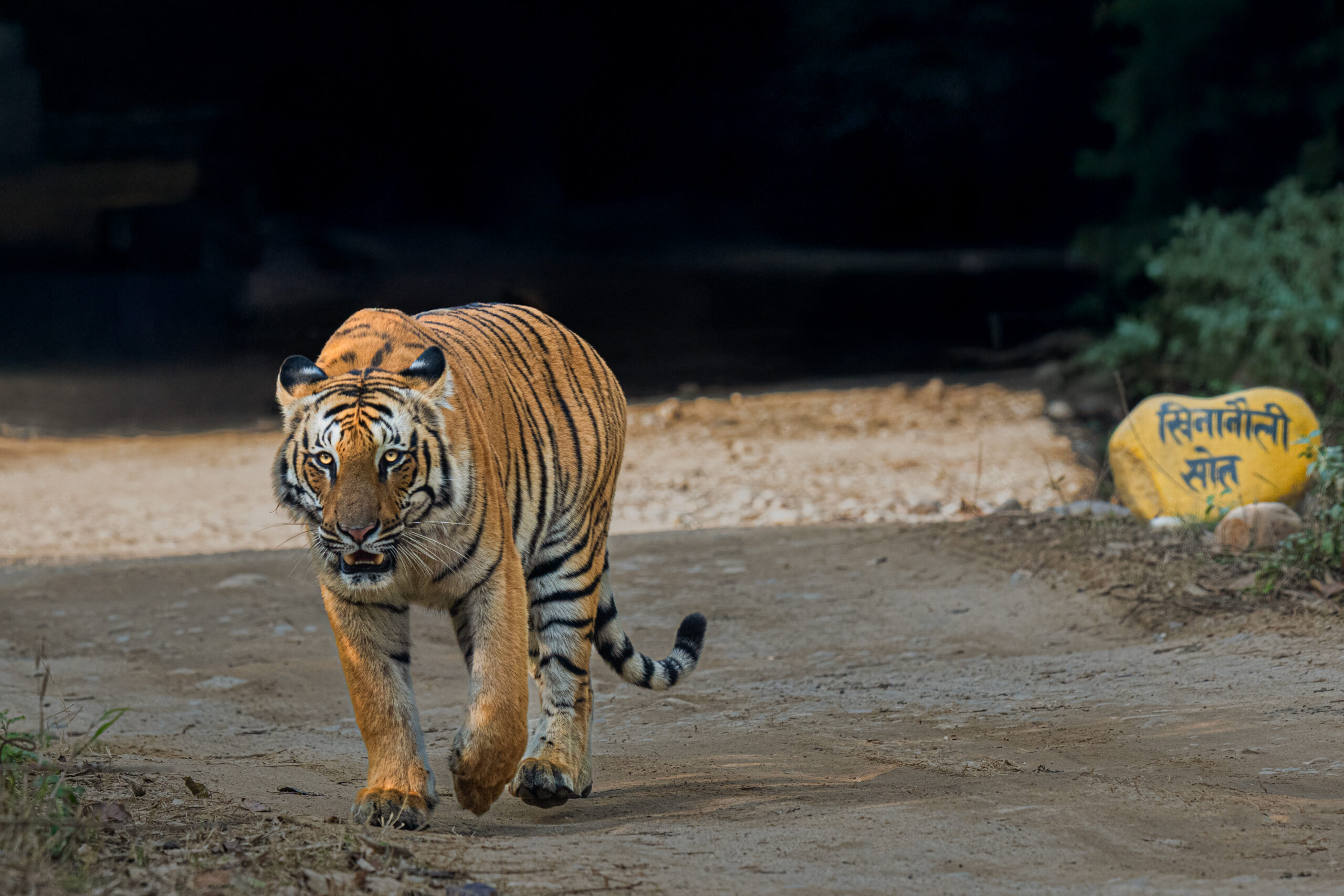 Dhikala is the Ultimate Zone for Tiger Photography in Corbett
