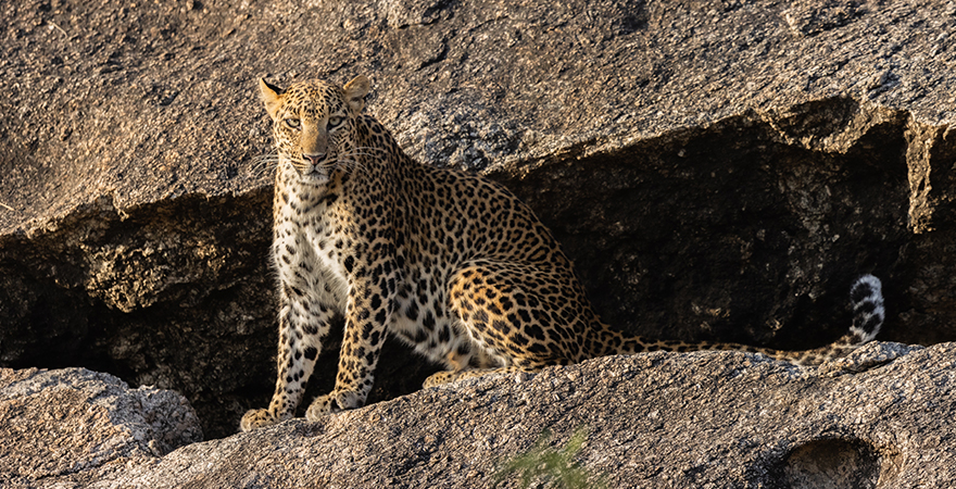 Jawai